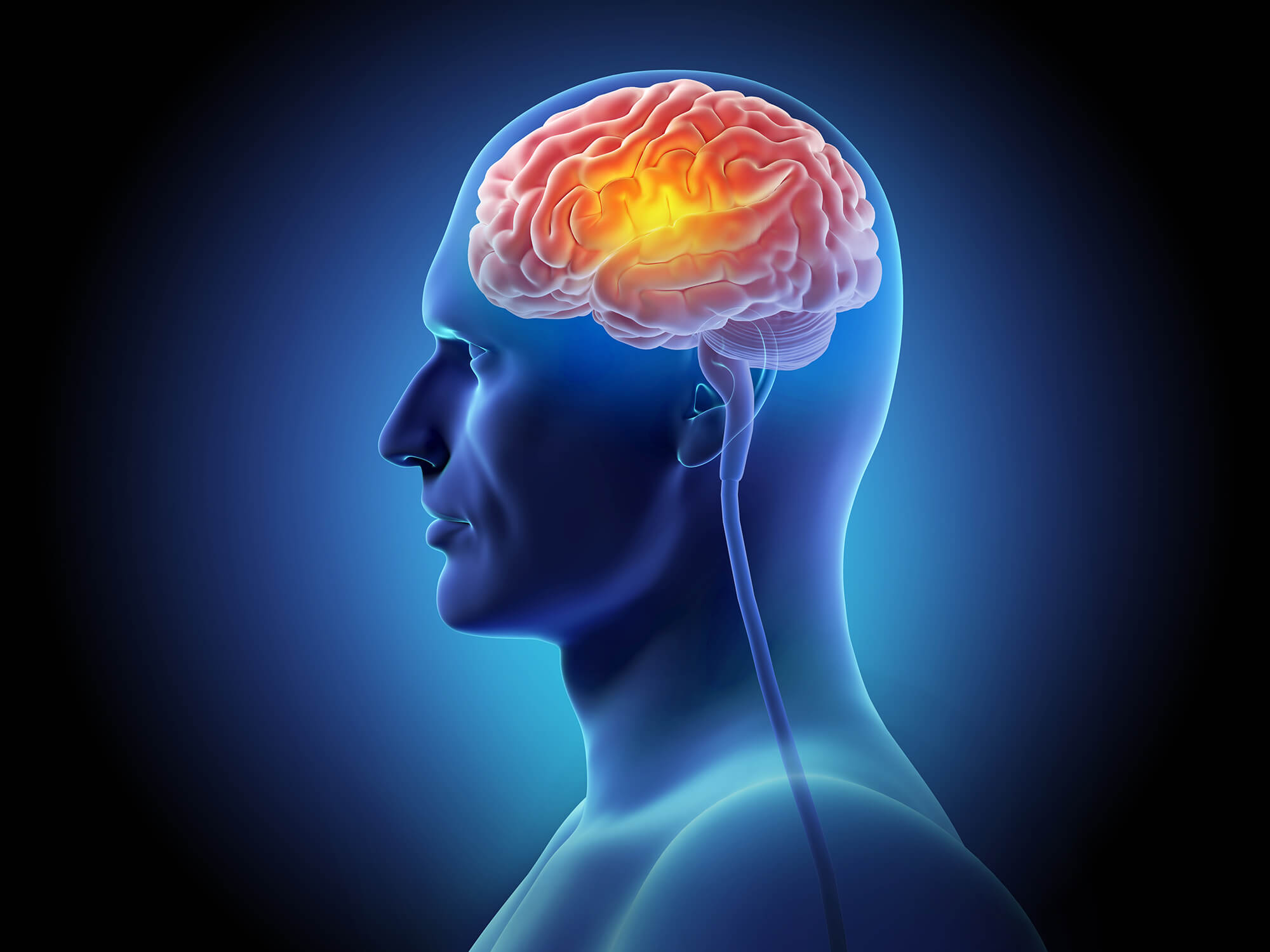 Rappresentazione del cervello e delle aree coinvolte nella regolazione delle risposte dell’organismo